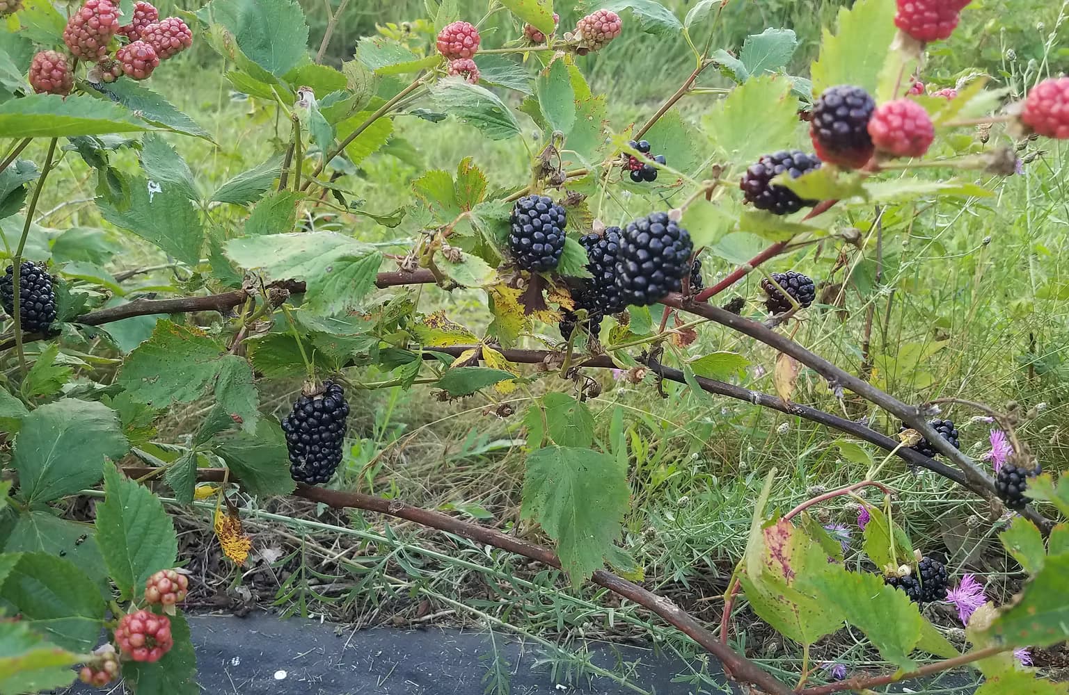 Backroad Berry Patch, LaGrange County, Indiana