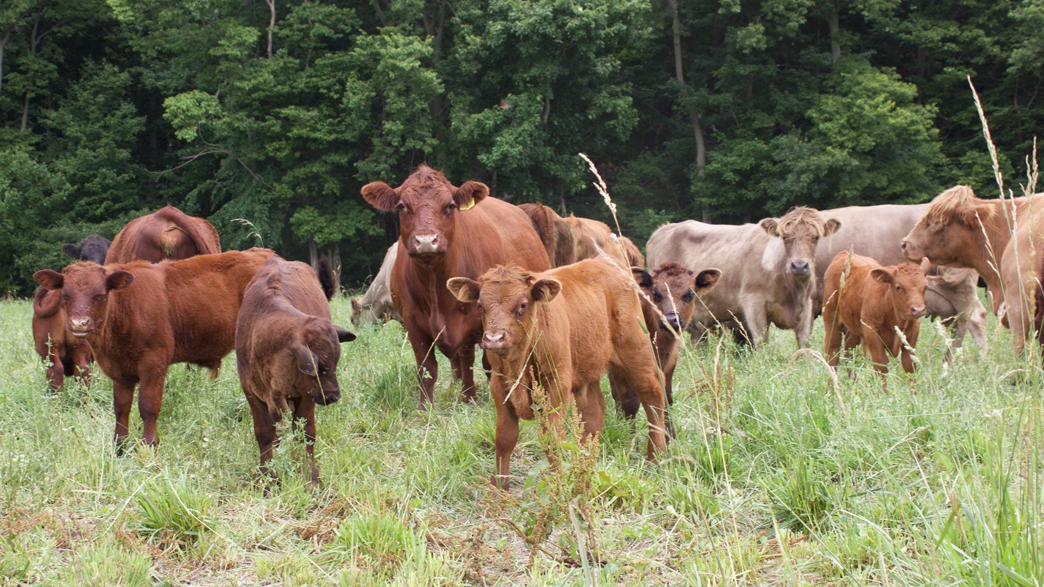 Fry Farms Co-op, Noble County County, Indiana