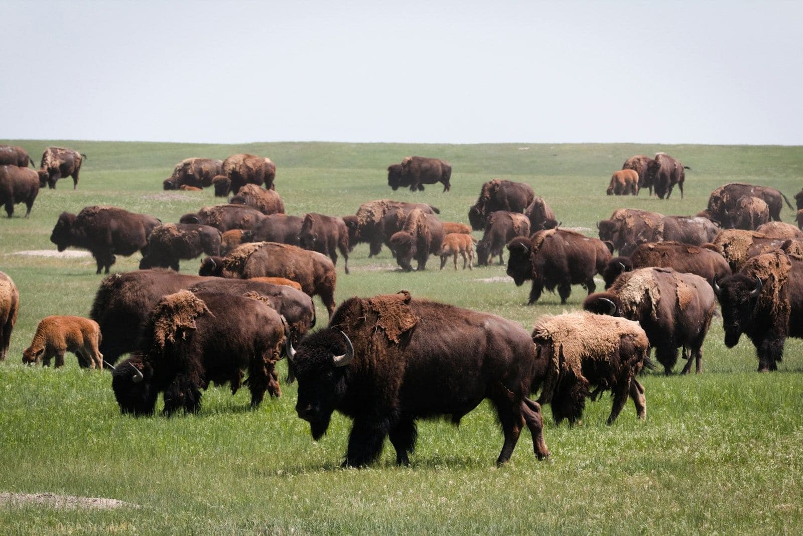 A herd of bison grazing on open grassland