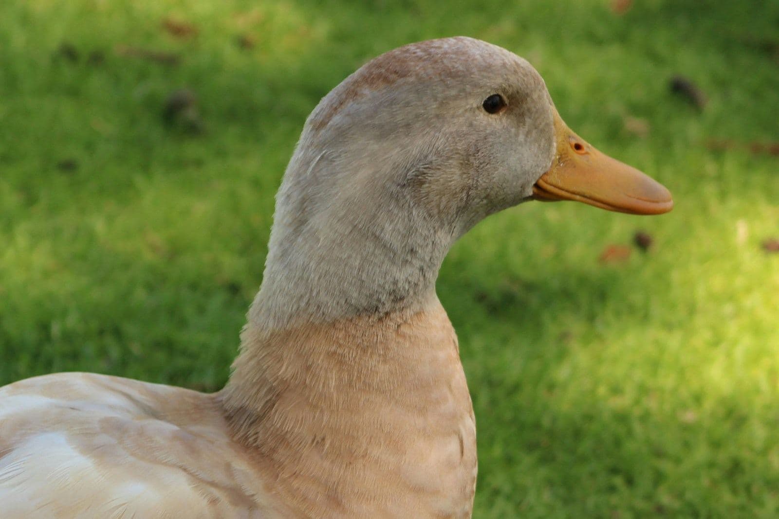 Close view of a pale buff duck on green grass