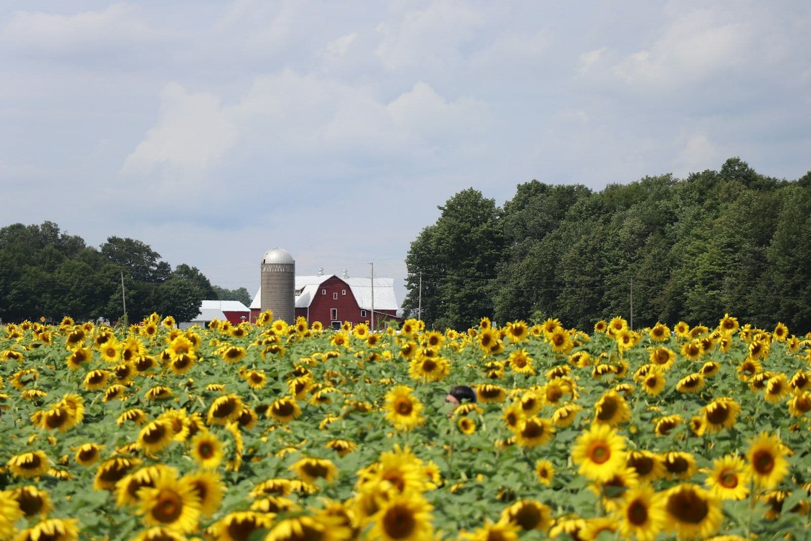 A field of blooming sunflowers in front of a red barn and silo