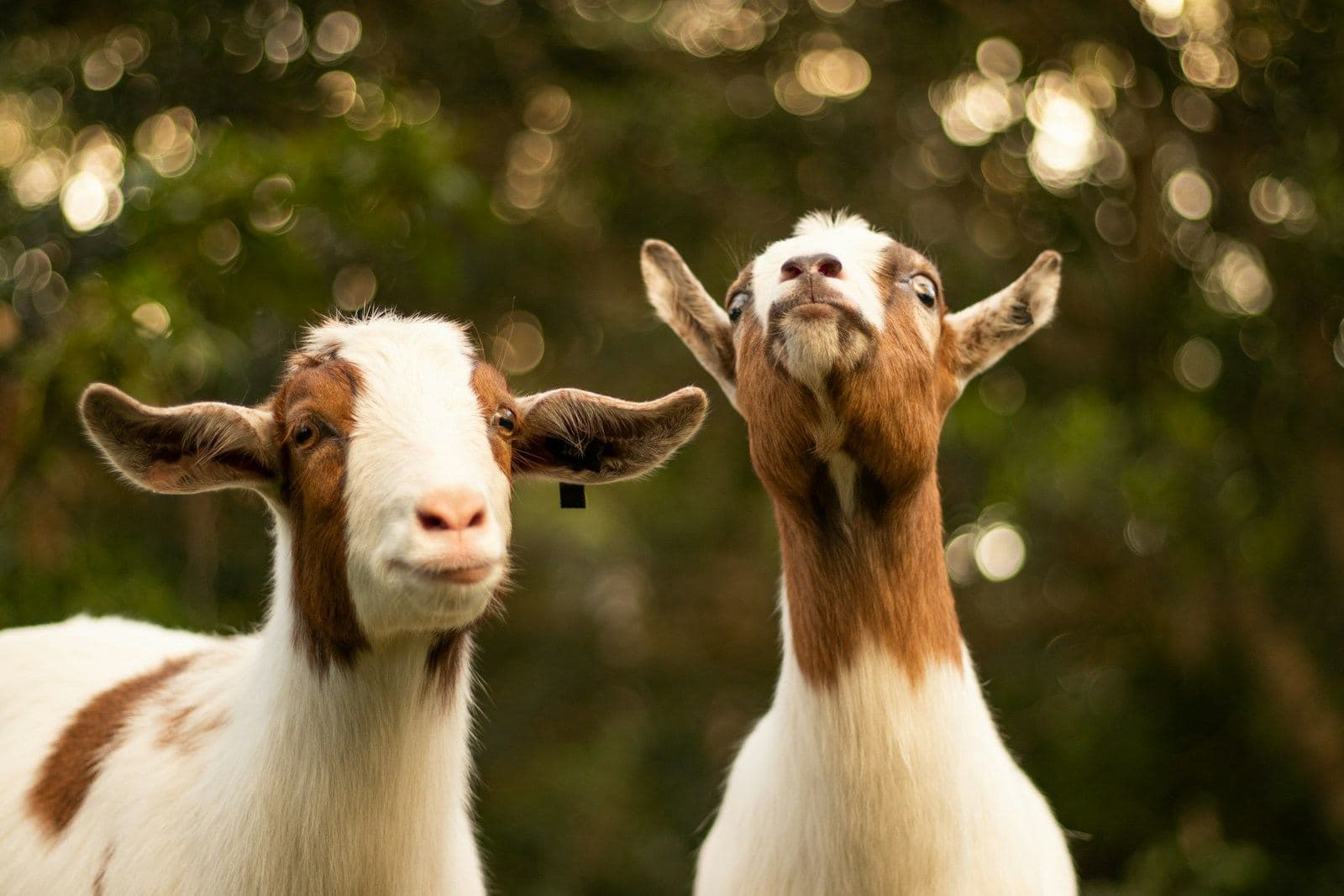 Two brown and white goats looking toward the camera