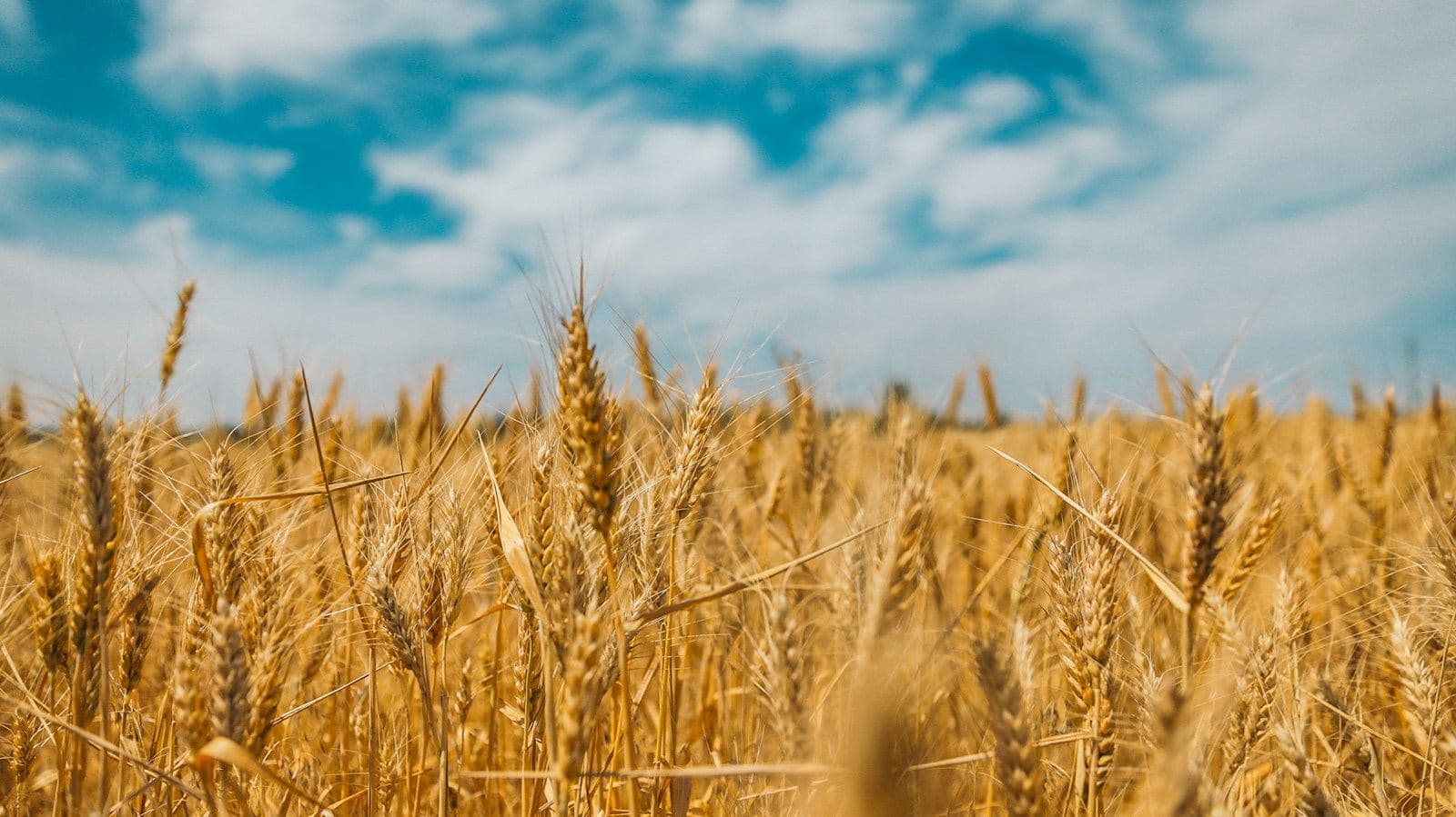 Golden wheat ready for harvest under a blue sky with clouds