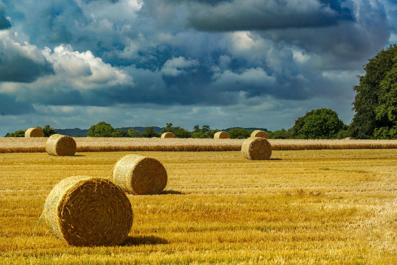 Round hay bales in a harvested field under a cloudy sky