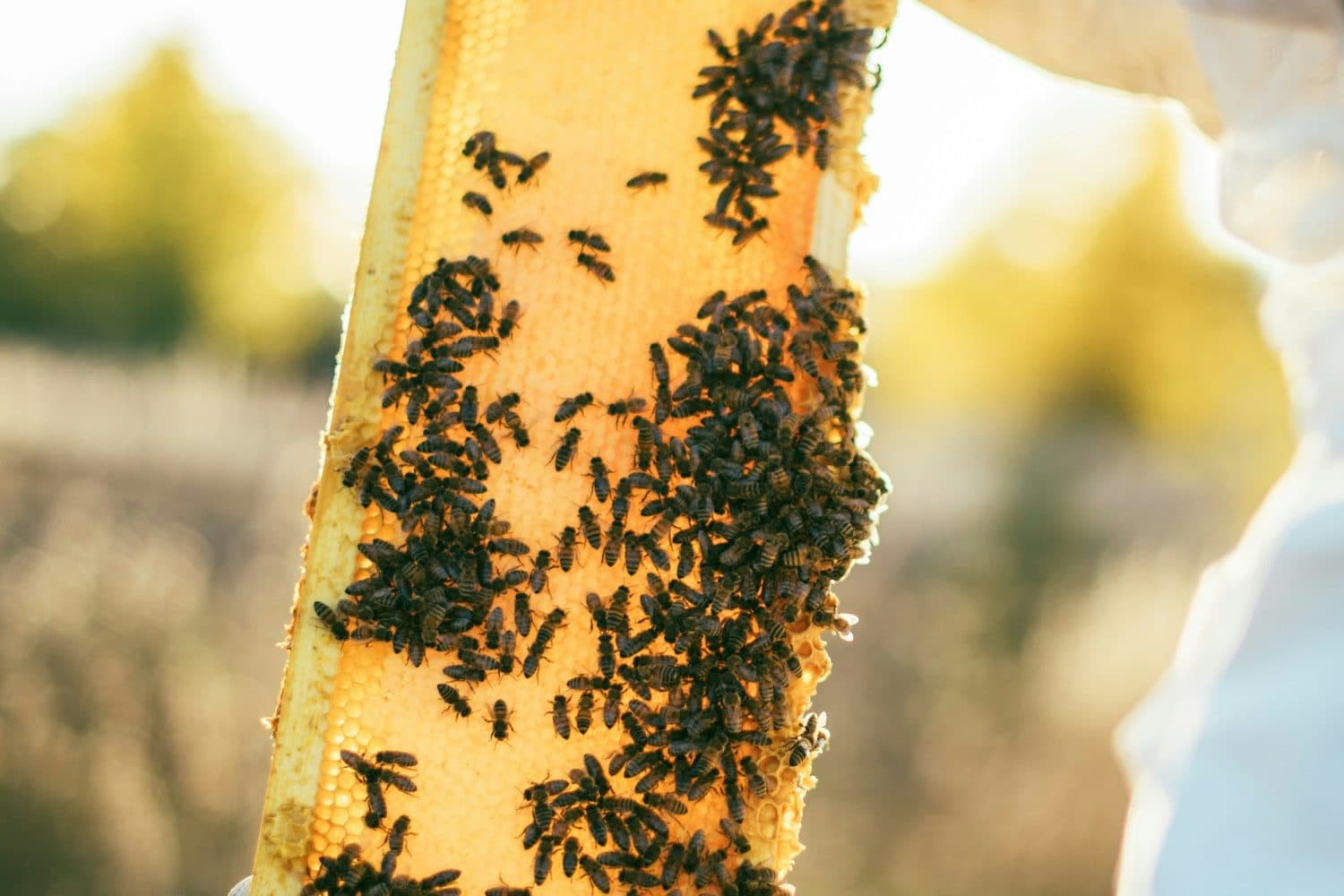 Honeybees crawling over a honeycomb frame held up in the sun