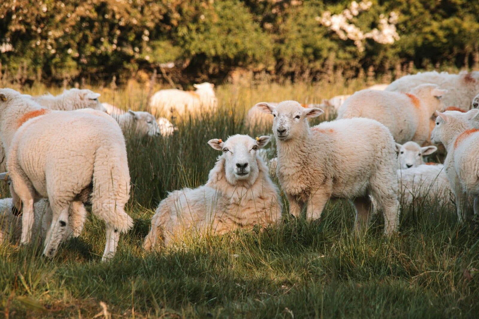 A flock of sheep and lambs resting in tall grass