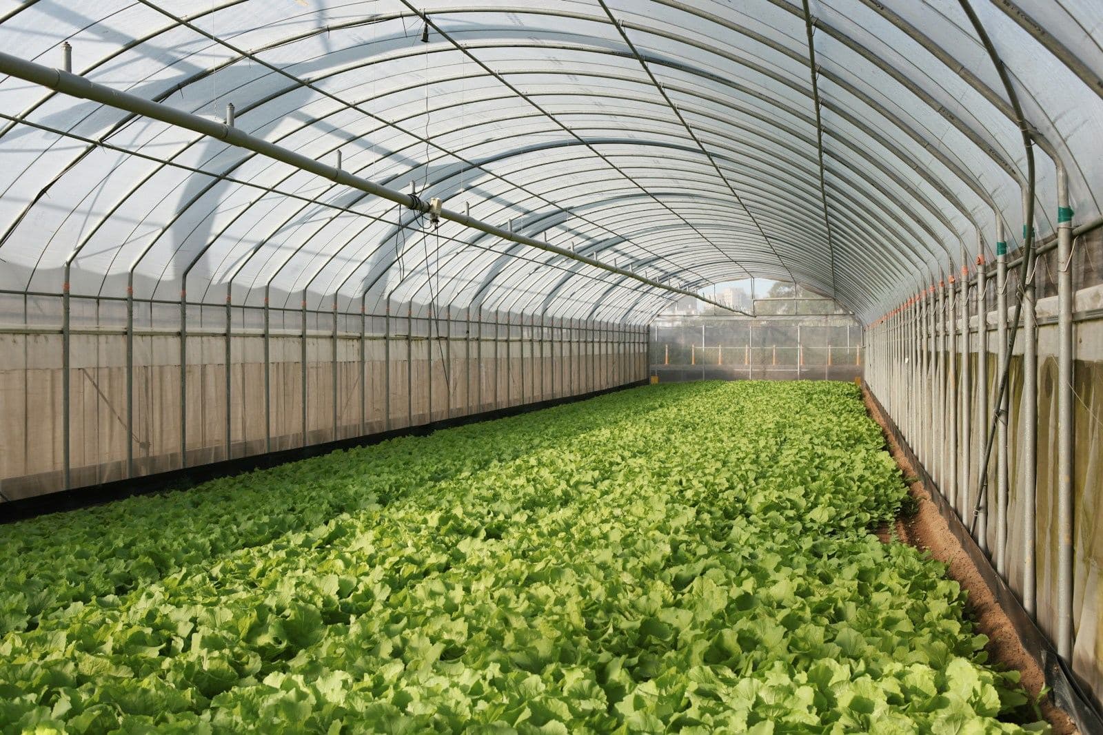 Rows of young lettuce growing in a long hoop greenhouse