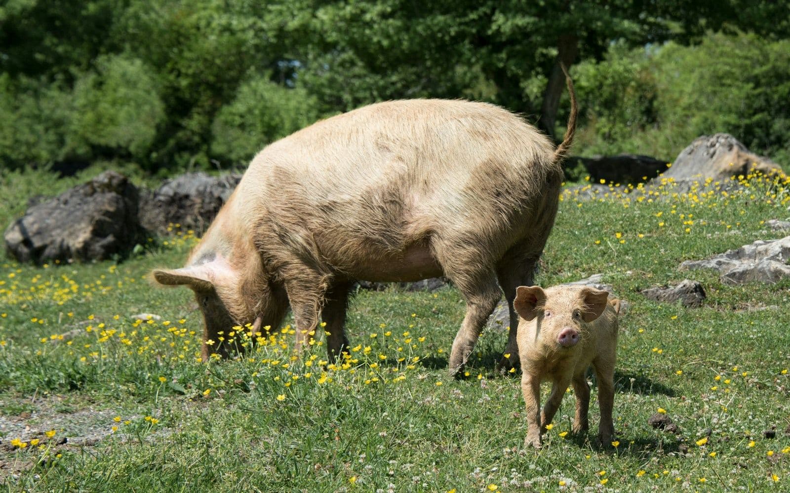 A sow and her piglet grazing in a pasture dotted with yellow wildflowers