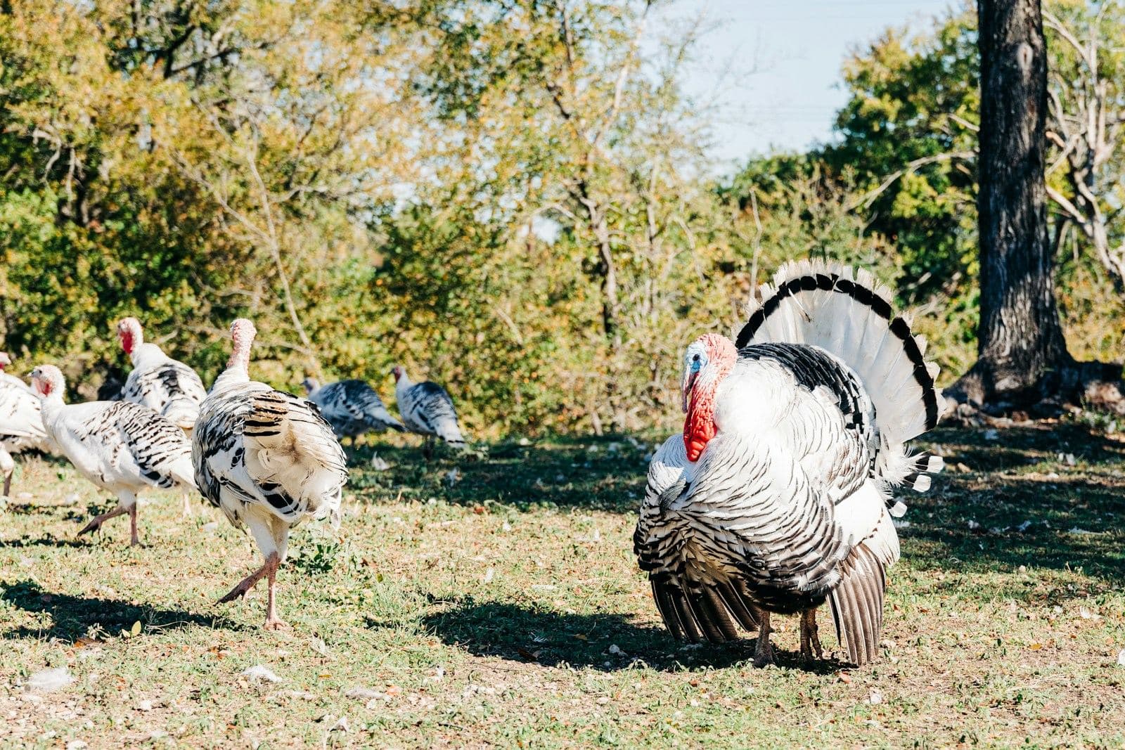 A tom turkey with its tail fanned beside a small flock of white and gray turkeys