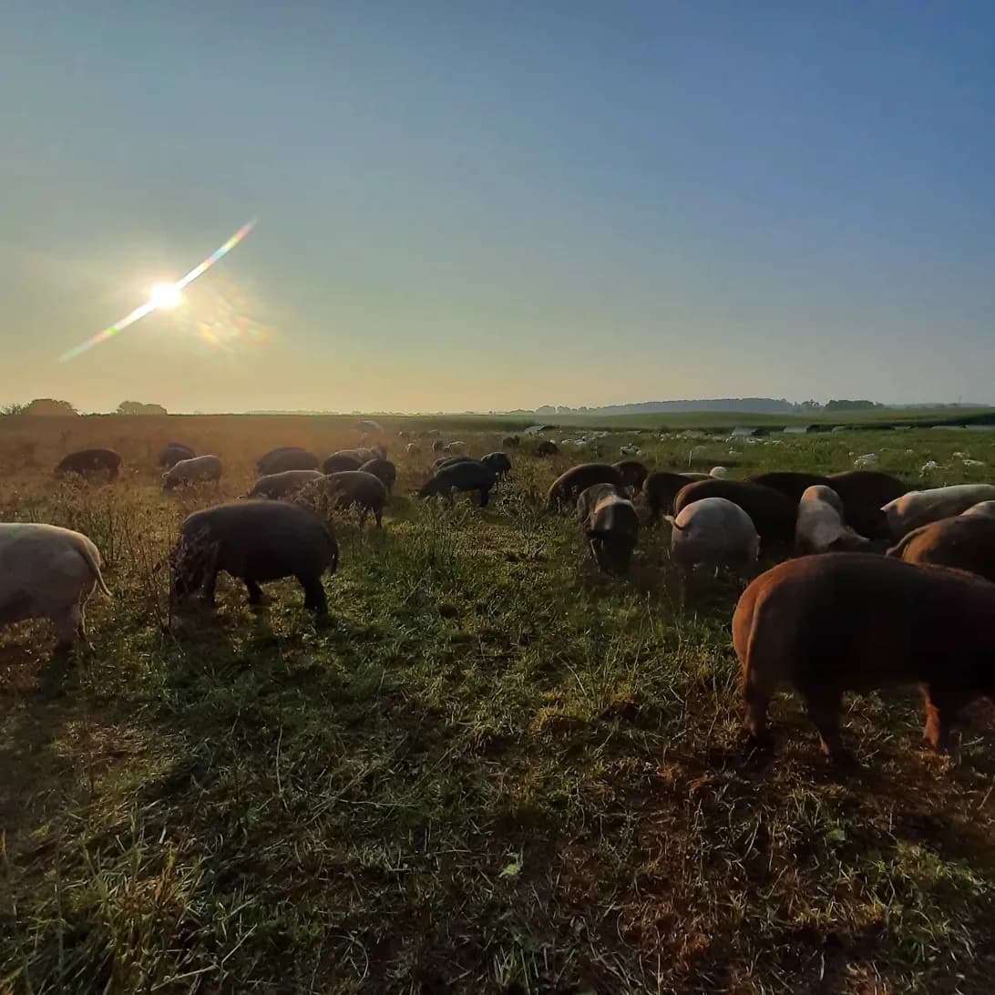 Pigs grazing on open pasture at sunrise
