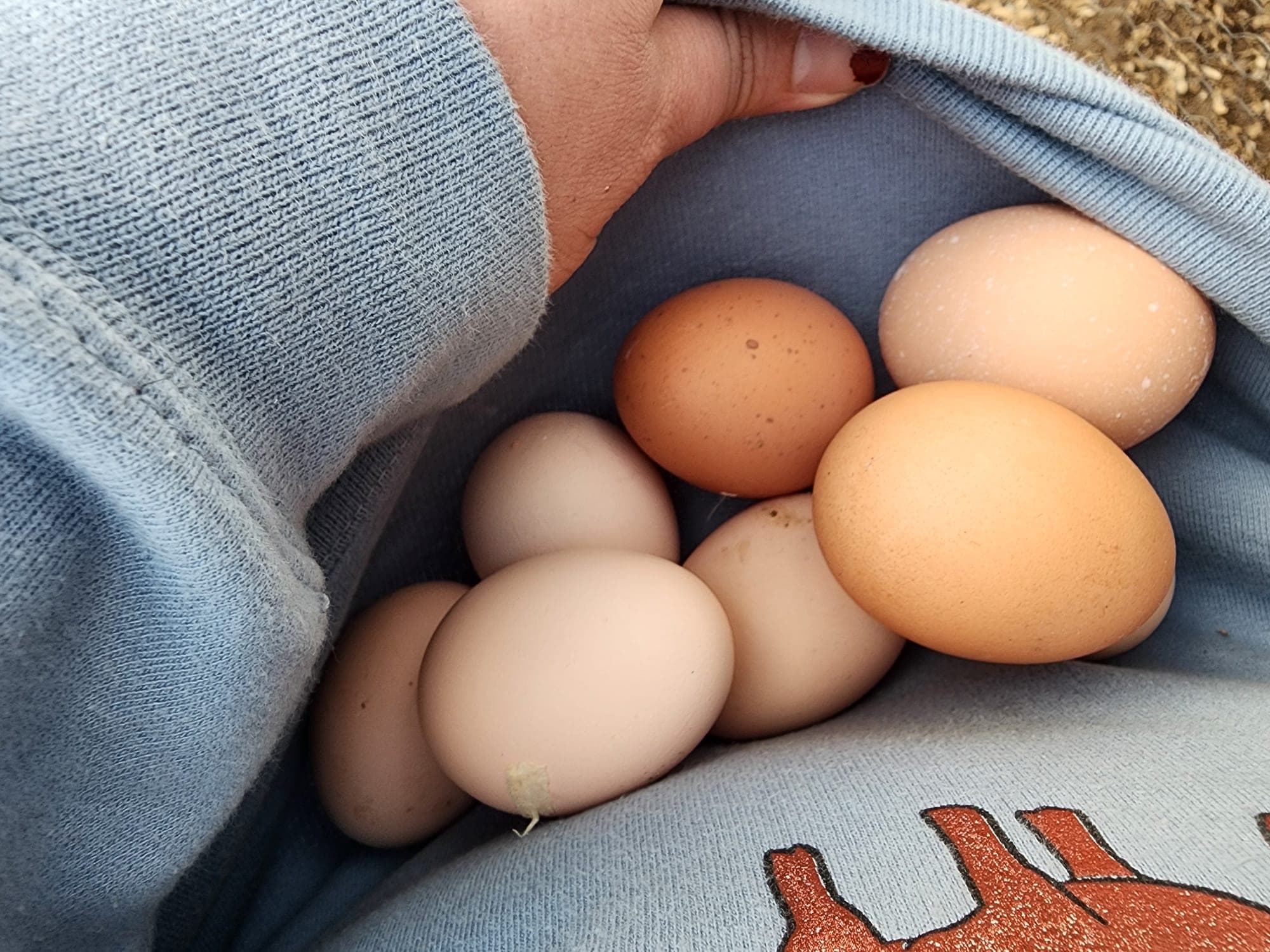 Fresh eggs gathered in the front of a sweatshirt